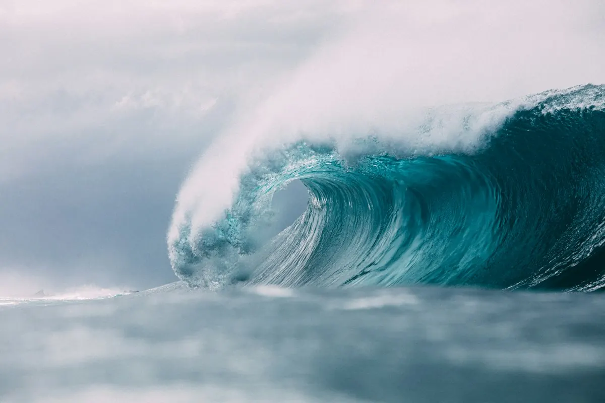Pilchard Concentrations on the SA Coast: Where They Are and What They Are Attracting